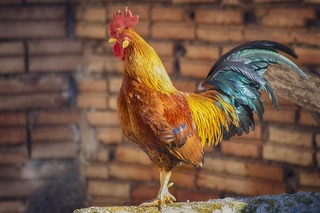 Galo