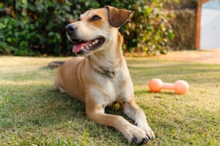 Cachorro